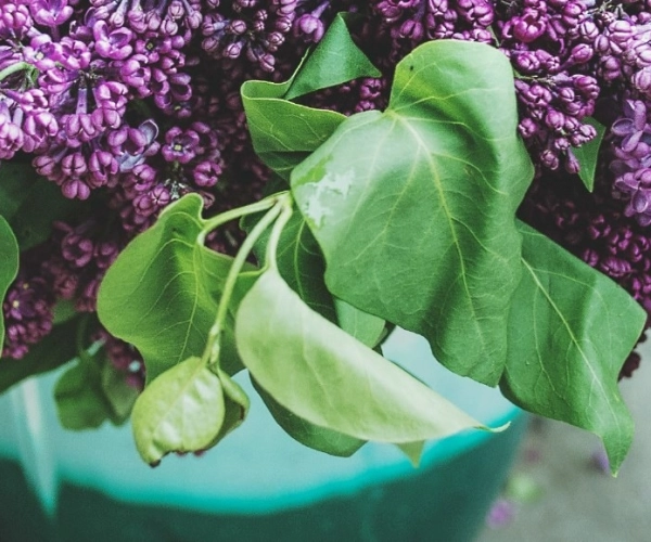Horticulture