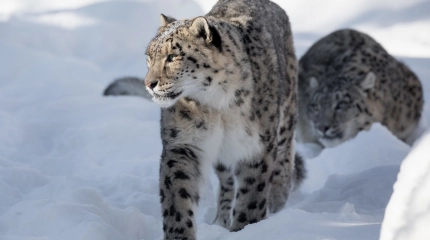 20251207 Zoo de Granby