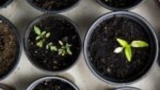 20260124 Culture poragère