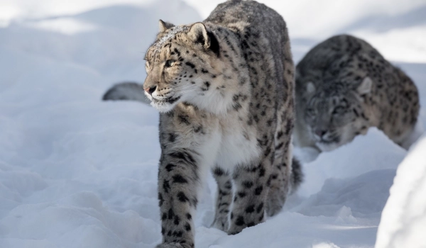 20251207 Zoo de Granby