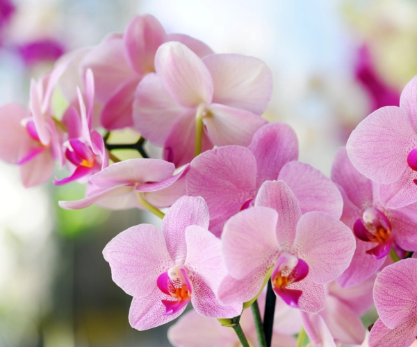 Initiaiton aux orchidées