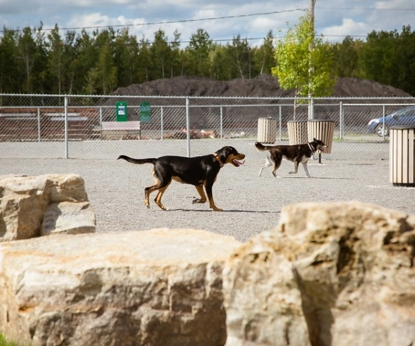 Parc canin