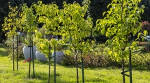 2025 09 30 Programmes de plantation