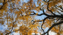 2026 08 12 Verdistaville automne