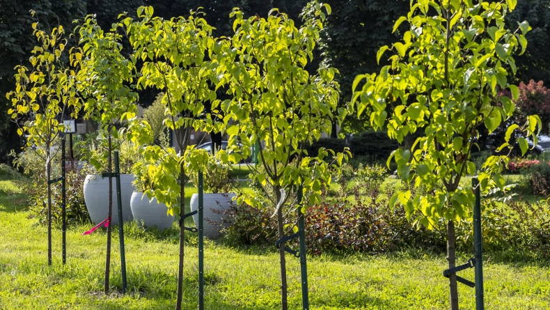 2025 09 30 Programmes de plantation