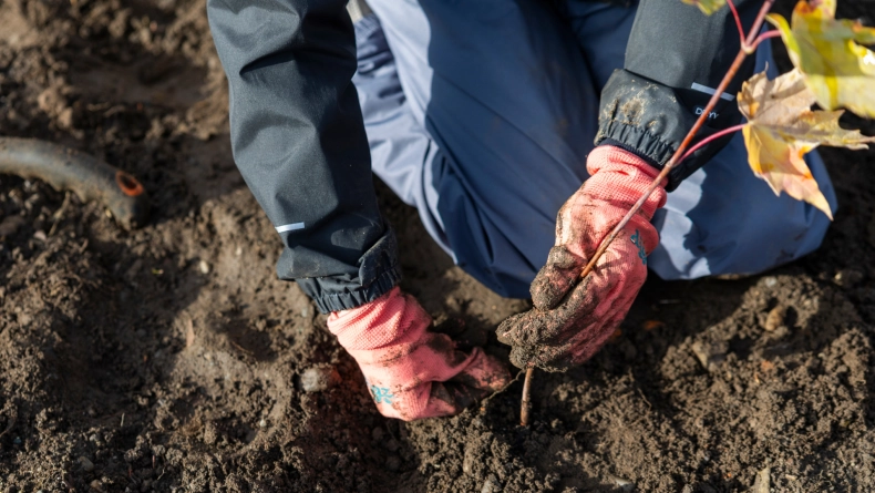 2026 02 17 Plantation darbres