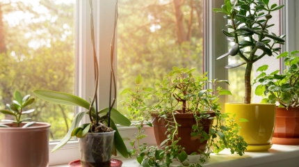 2025 10 27 Les plantes dinterieur par Stephanie Myette