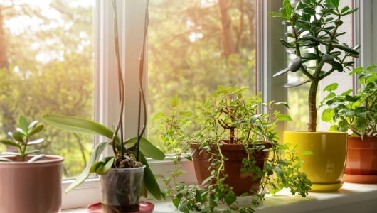 2025 10 27 Les plantes dinterieur par Stephanie Myette