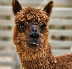 Alpaga fermette majo n