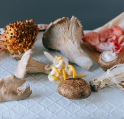 Culture de champignons