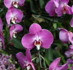 Orchidées
