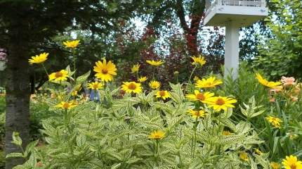 24533988579 4bc5011382 b