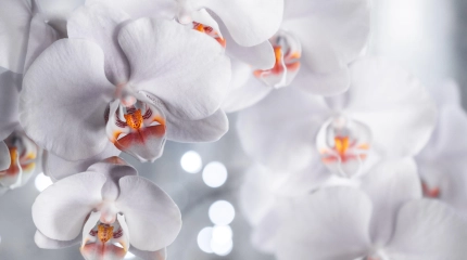 Orchidées
