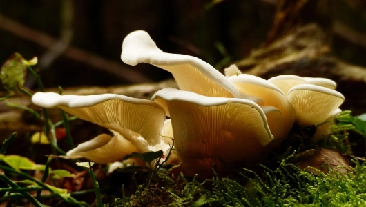Culture de champignons