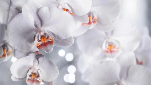 Orchidées