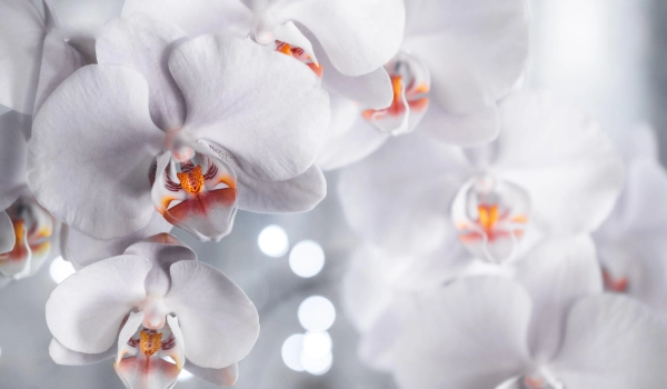 Orchidées